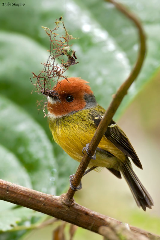 Lulu's Tody-flycatcher 