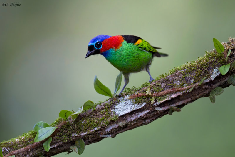 Red-necked Tanager 