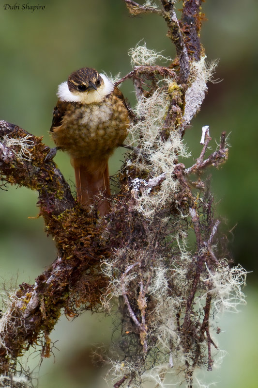 Streaked Tuftedcheek