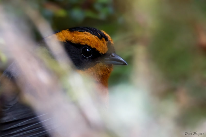 Rufous-browed Hemispingus 