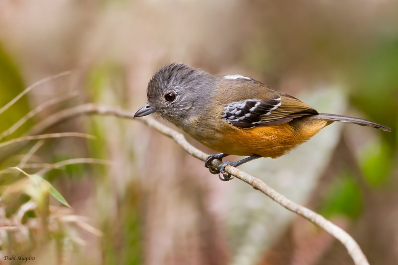 Variable Antshrike