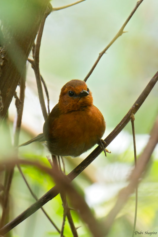 Chestnut-throated Spinetail