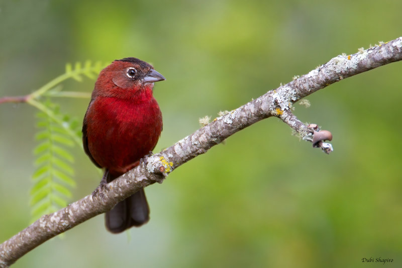 Red-crested Finch