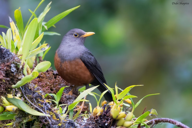 Island Thrush 