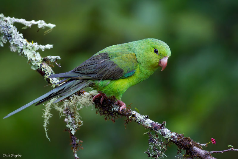 Plain Parakeet 