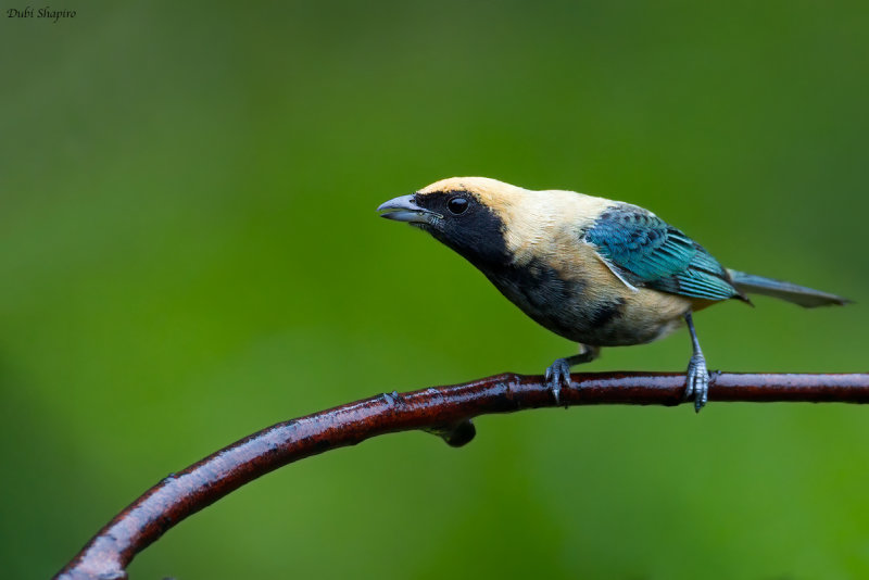Stripe-bellied Tanager 