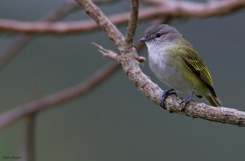 Grey-capped Tyrannulet 