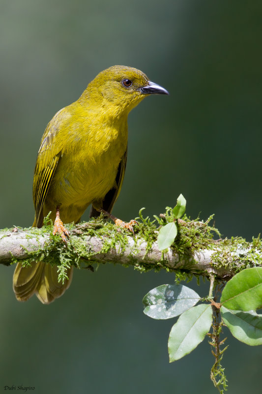 Olive-green Tanager 