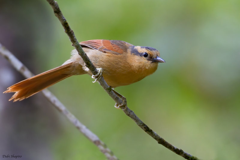 Buff-fronted Foliage-gleaner 