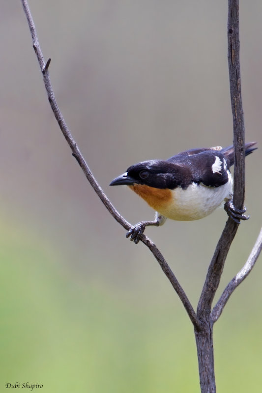 White-rumped Tanager 