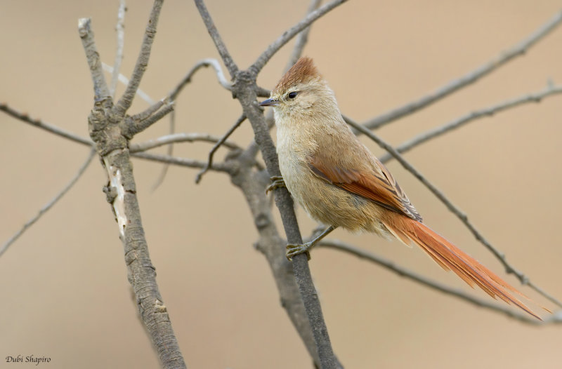 Brown-capped Tit-spinetail 