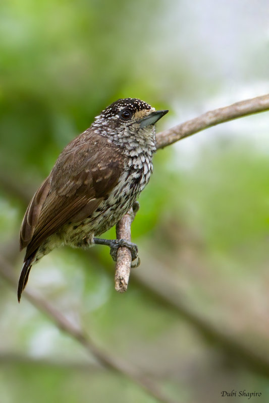 White-wedged Piculet 