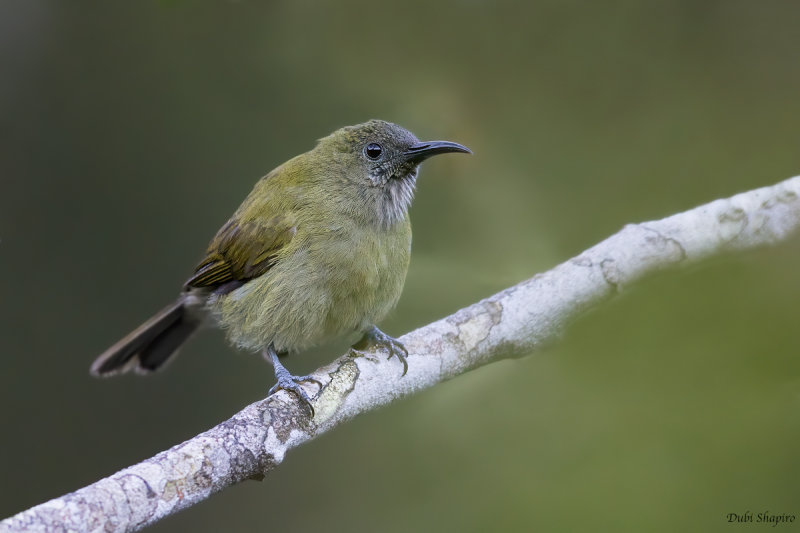 Scaly-crowned Honeyeater 