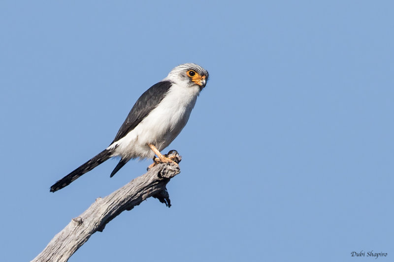White-rumped Falcon 