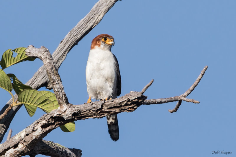 White-rumped Falcon 