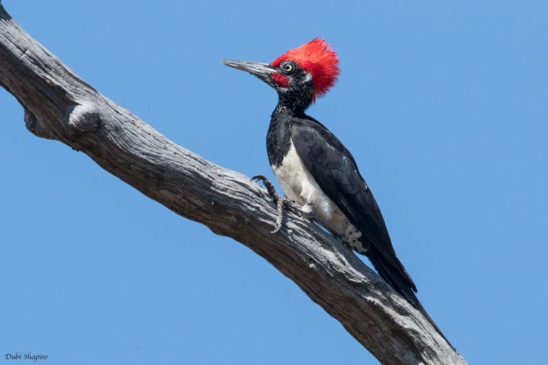 White-bellied Woodpecker 