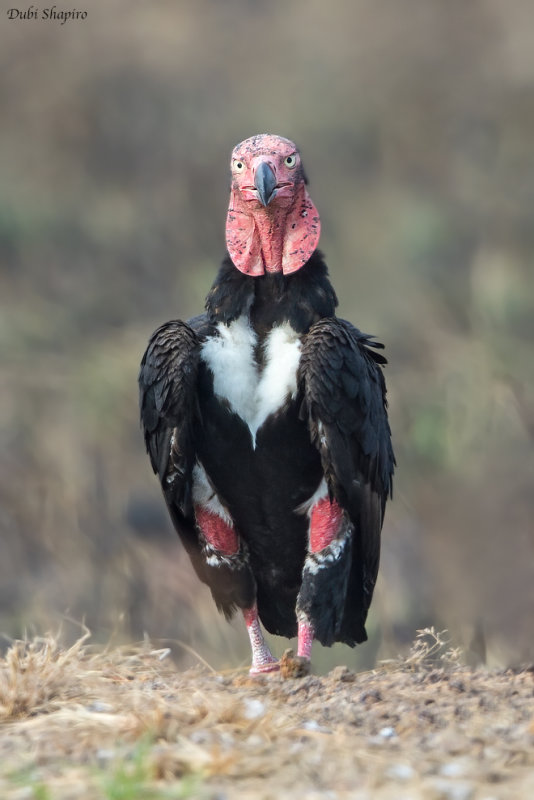 Red-headed Vulture 