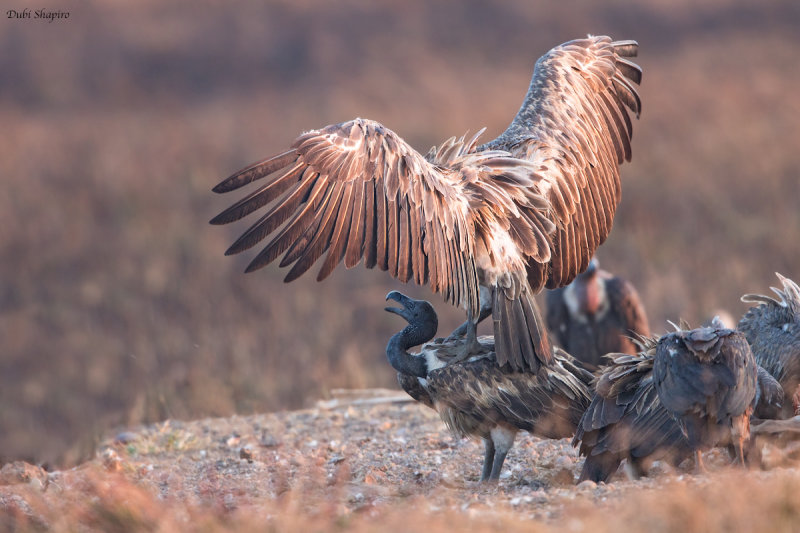 Slender-billed Vulture 