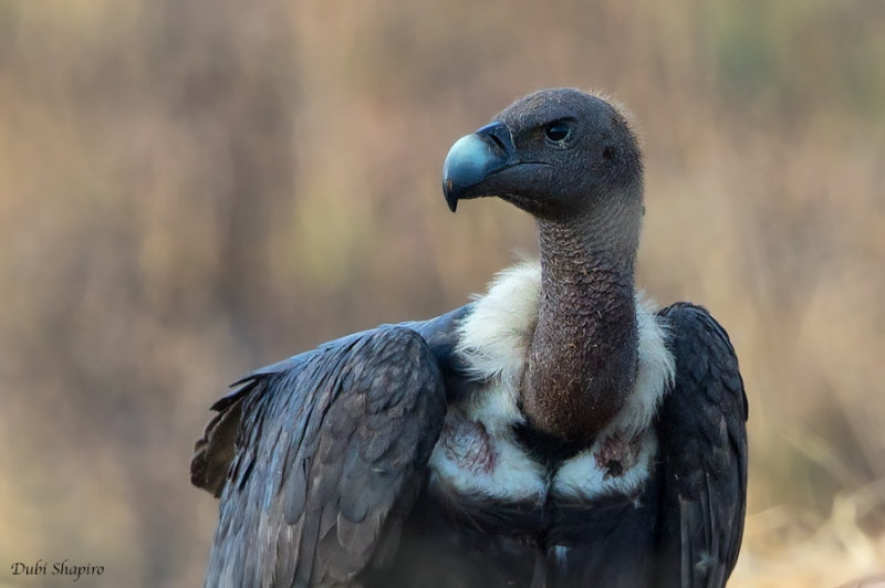 Indian White-backed Vulture 