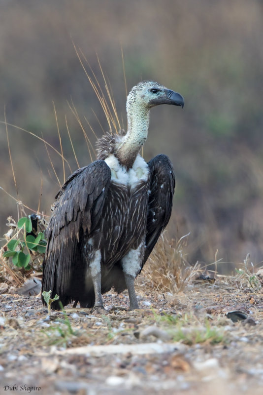 Indian White-backed Vulture