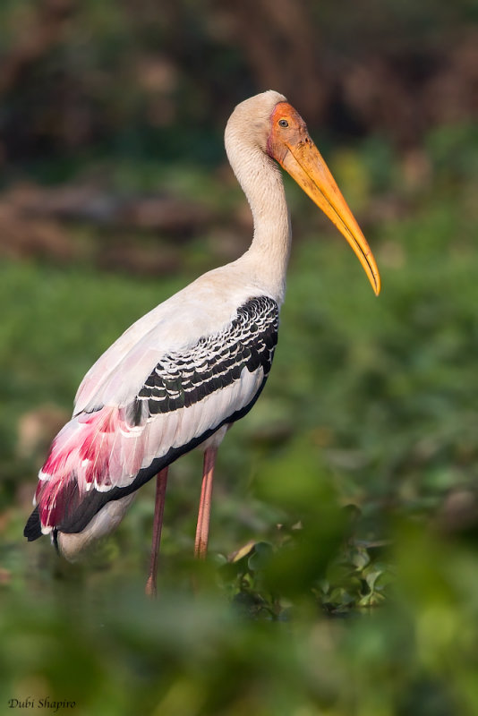 Painted Stork 