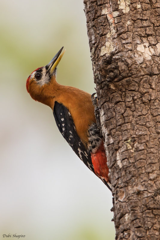 Rufous-bellied Woodpecker 
