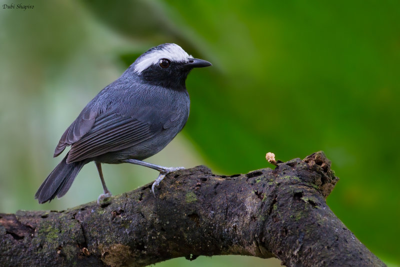 White-browed Antbird