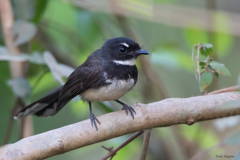 Malaysian Pied Fantail 