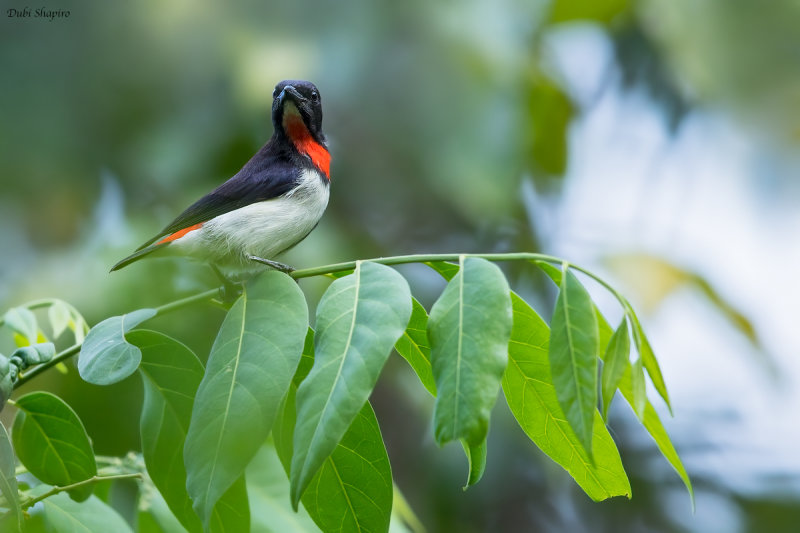 Red-chested Flowerpecker 