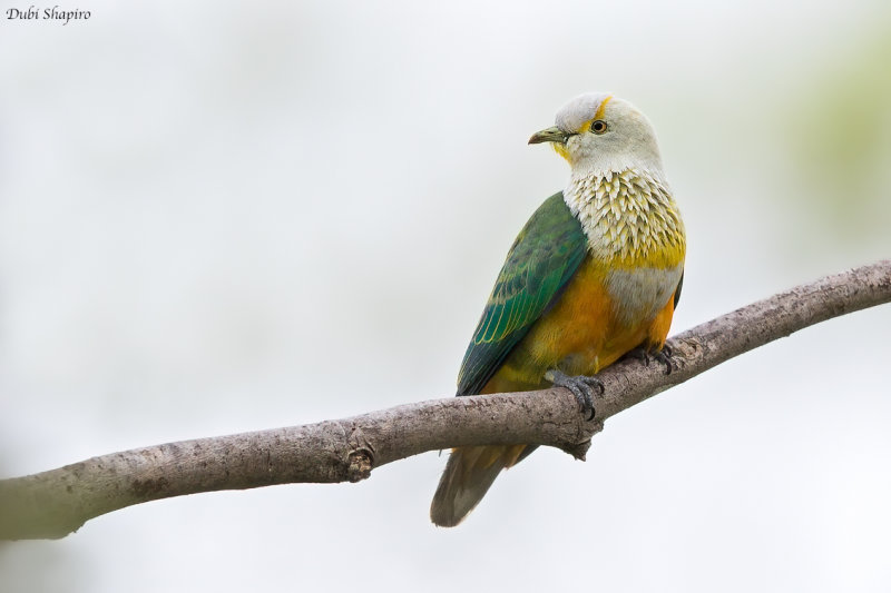 Rose-crowned Fruit Dove 