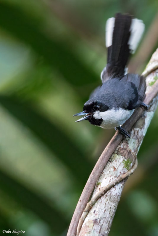 Black-bibbed Monarch