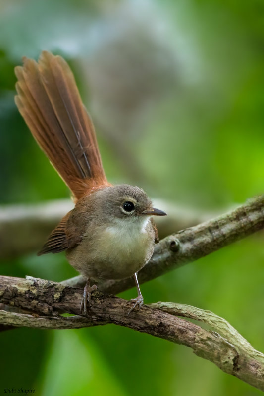 Long-tailed Fantail 