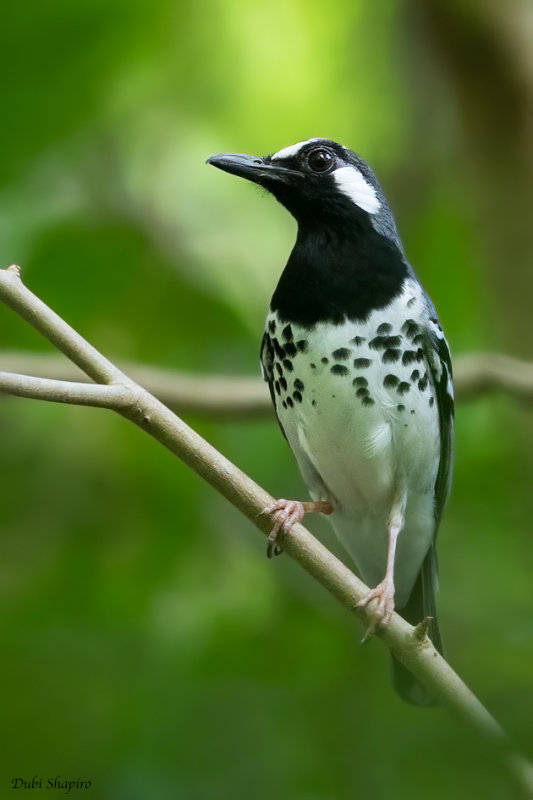 Slaty-backed Thrush 