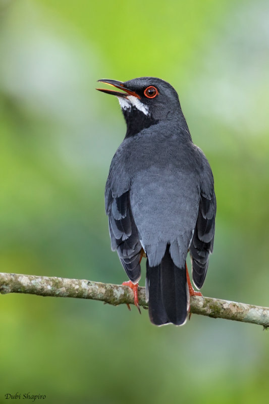 Western Red-legged Thrush 