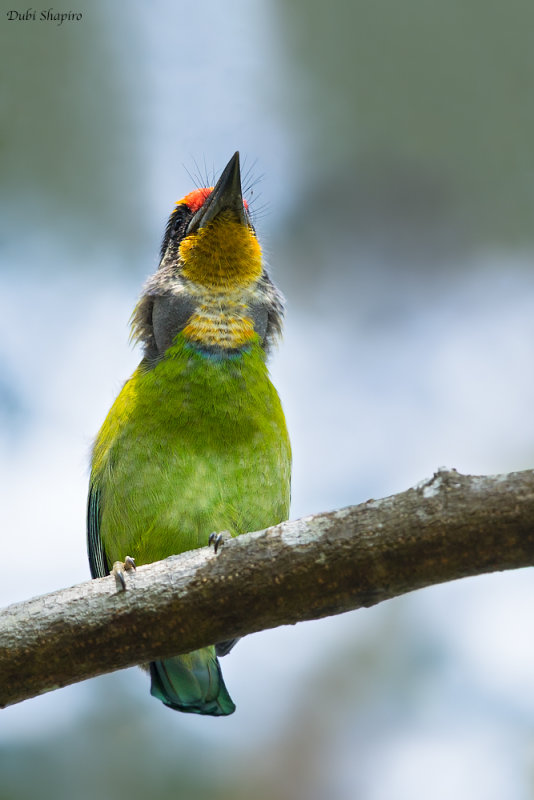 Necklaced Barbet