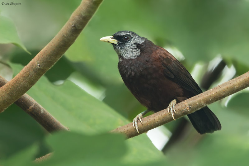 Black-crowned Capuchin Babbler