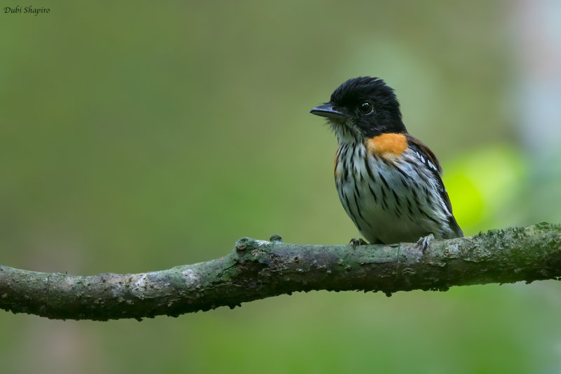 Rufous-sided Broadbill 