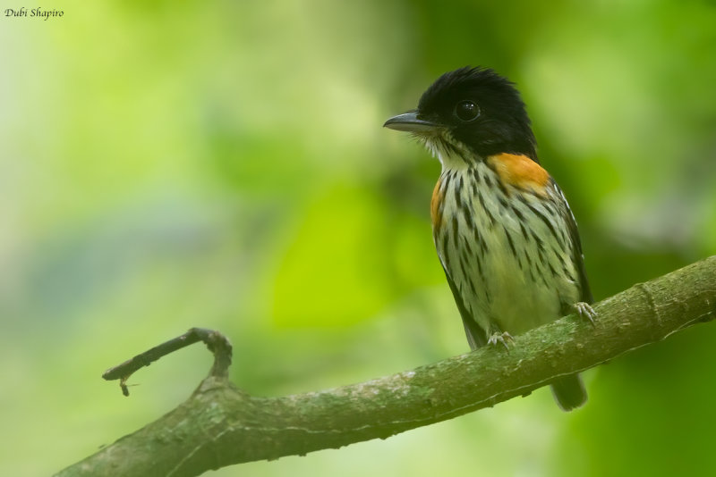 Rufous-sided Broadbill 