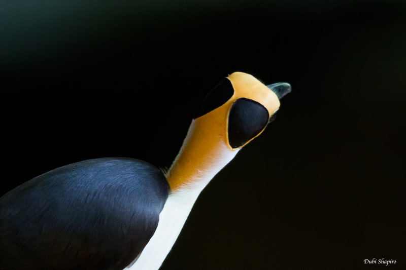 White-necked Rockfowl