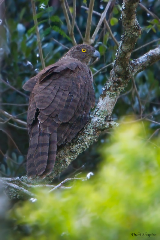 Madagascar serpent Eagle 