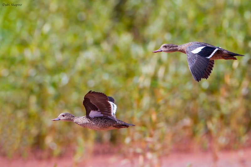 Madagascar Teal