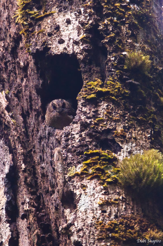 Vogelkop Owlet-Nightjar