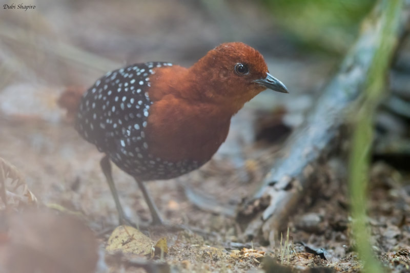 White-spotted Flufftail