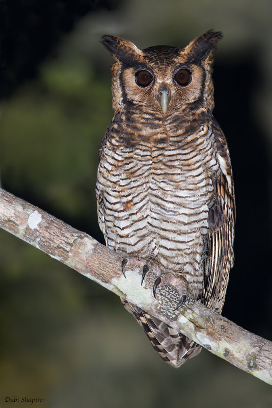 Fraser's Eagle-owl 