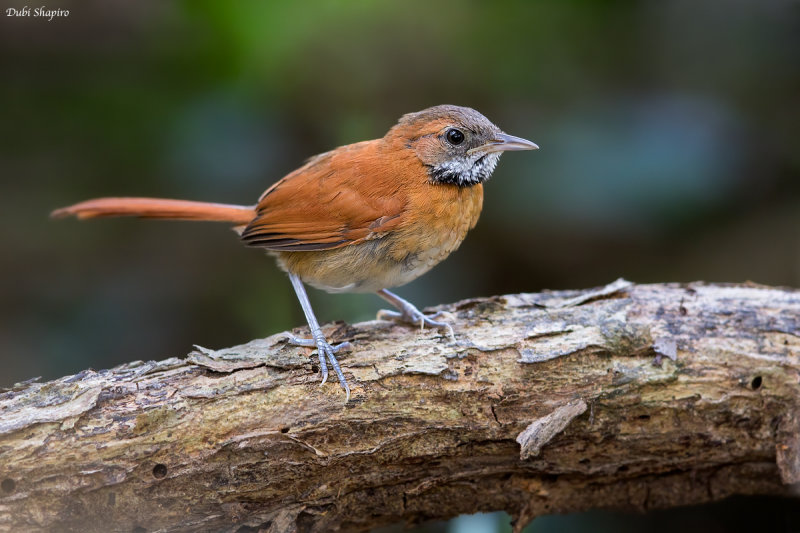 Hoary-throated Spinetail 