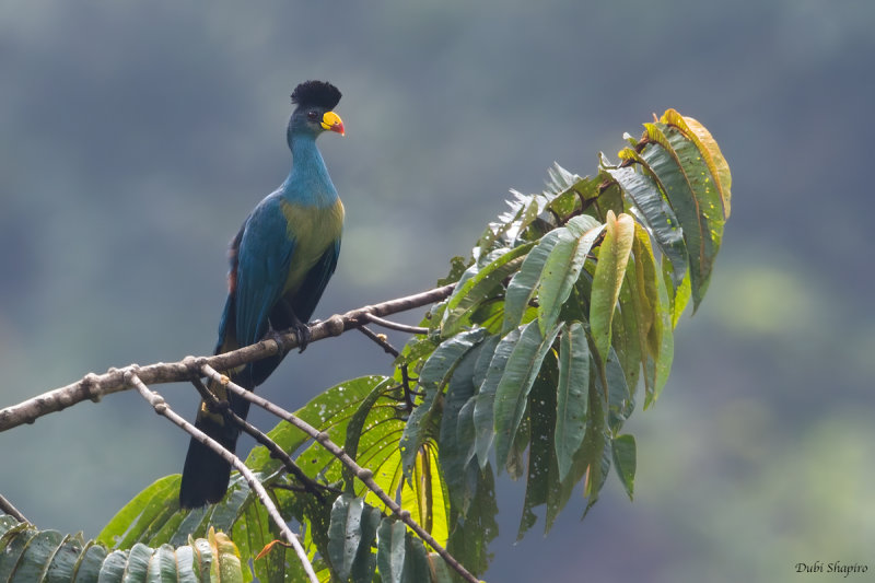 Great Blue Turaco