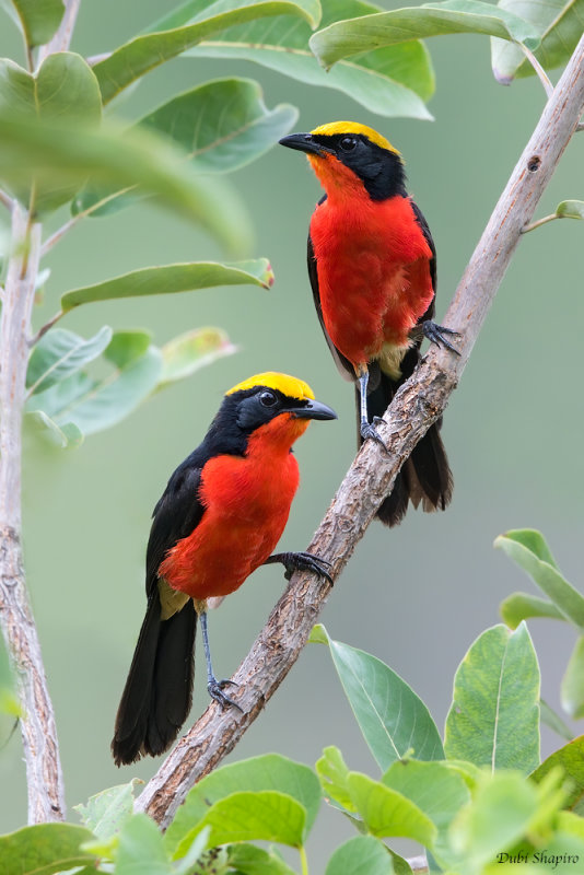 Yellow-crowned Gonolek 