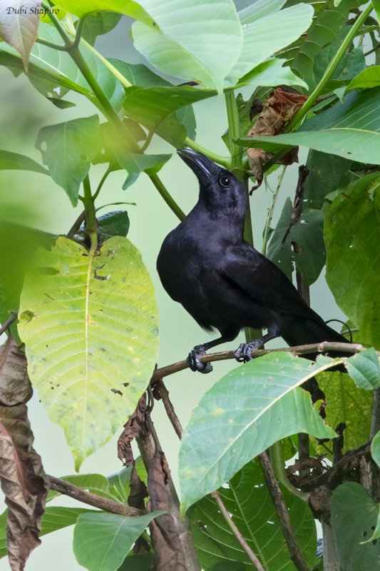 Flores Crow