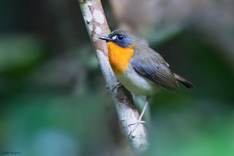 Orange-breasted Forest-robin