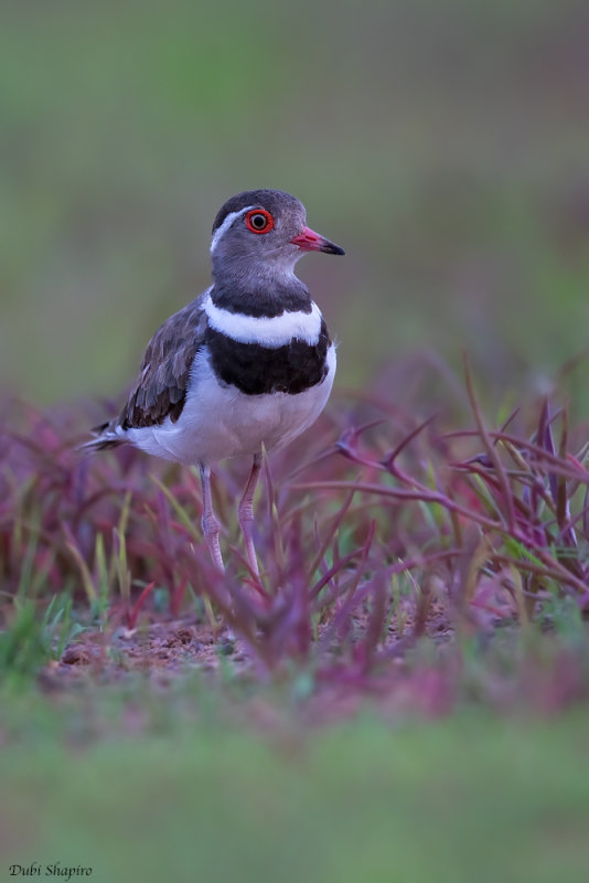 Forbes’s Plover 